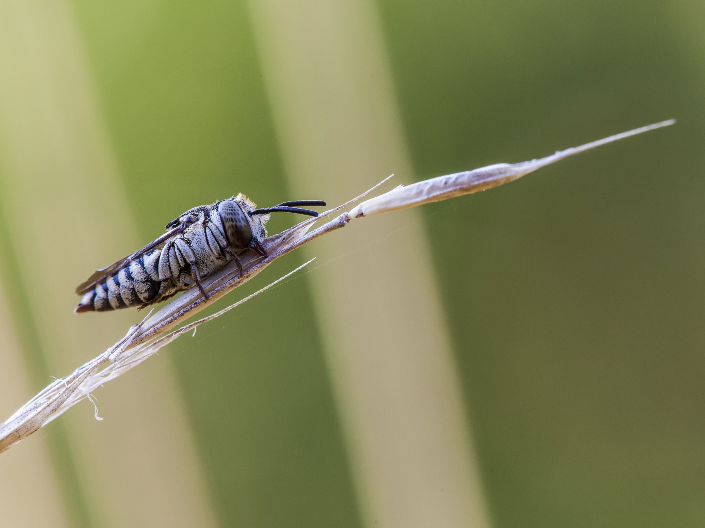 anche gli apoidei dormono