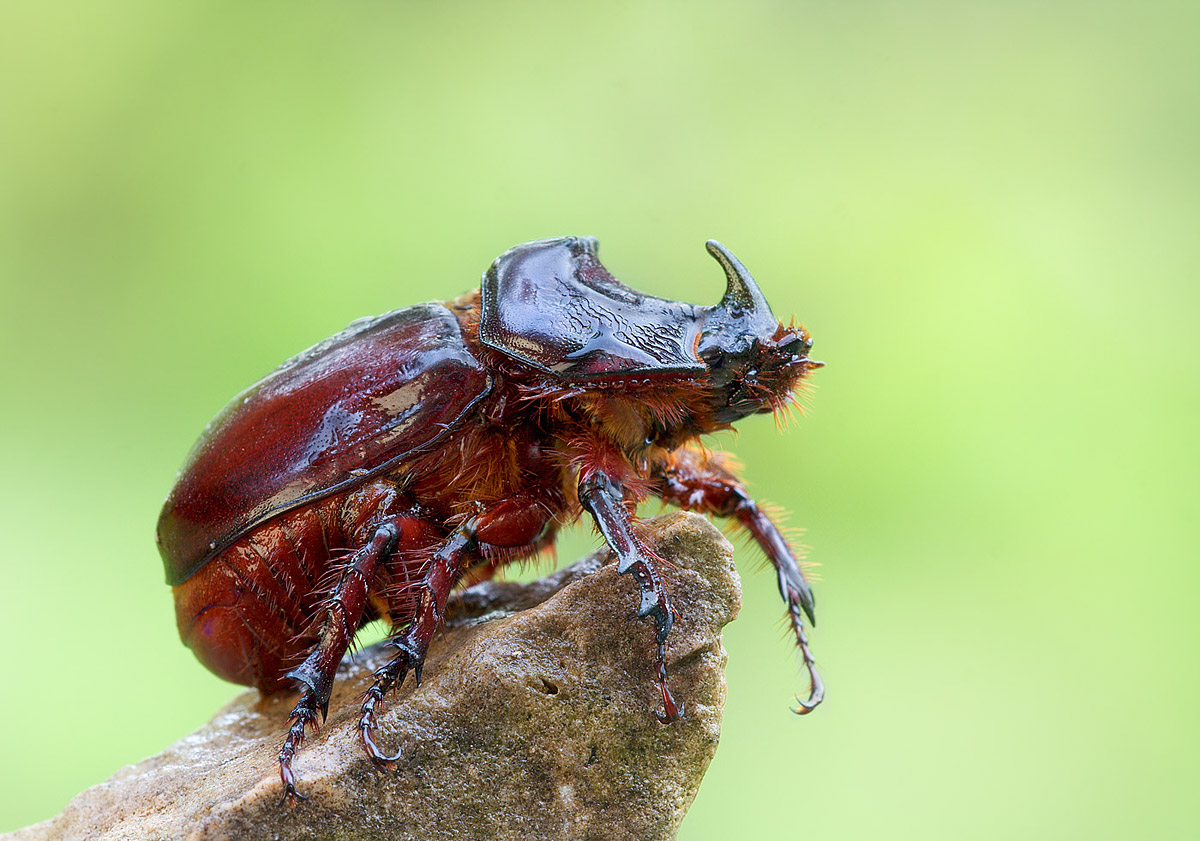 Scarabeo rinoceronte