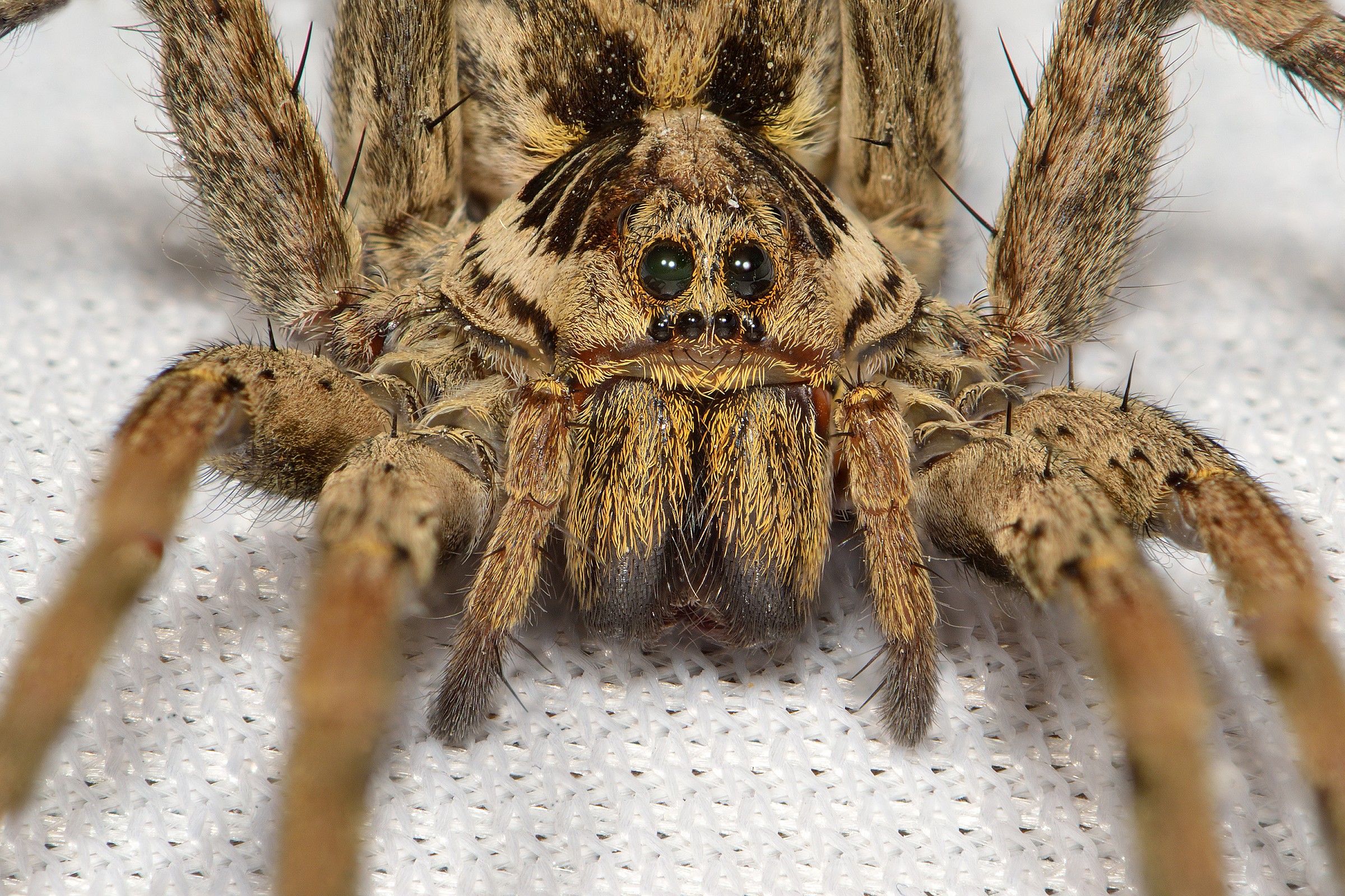 Hogna Radiata (Wolf Spider Tarantula or False)