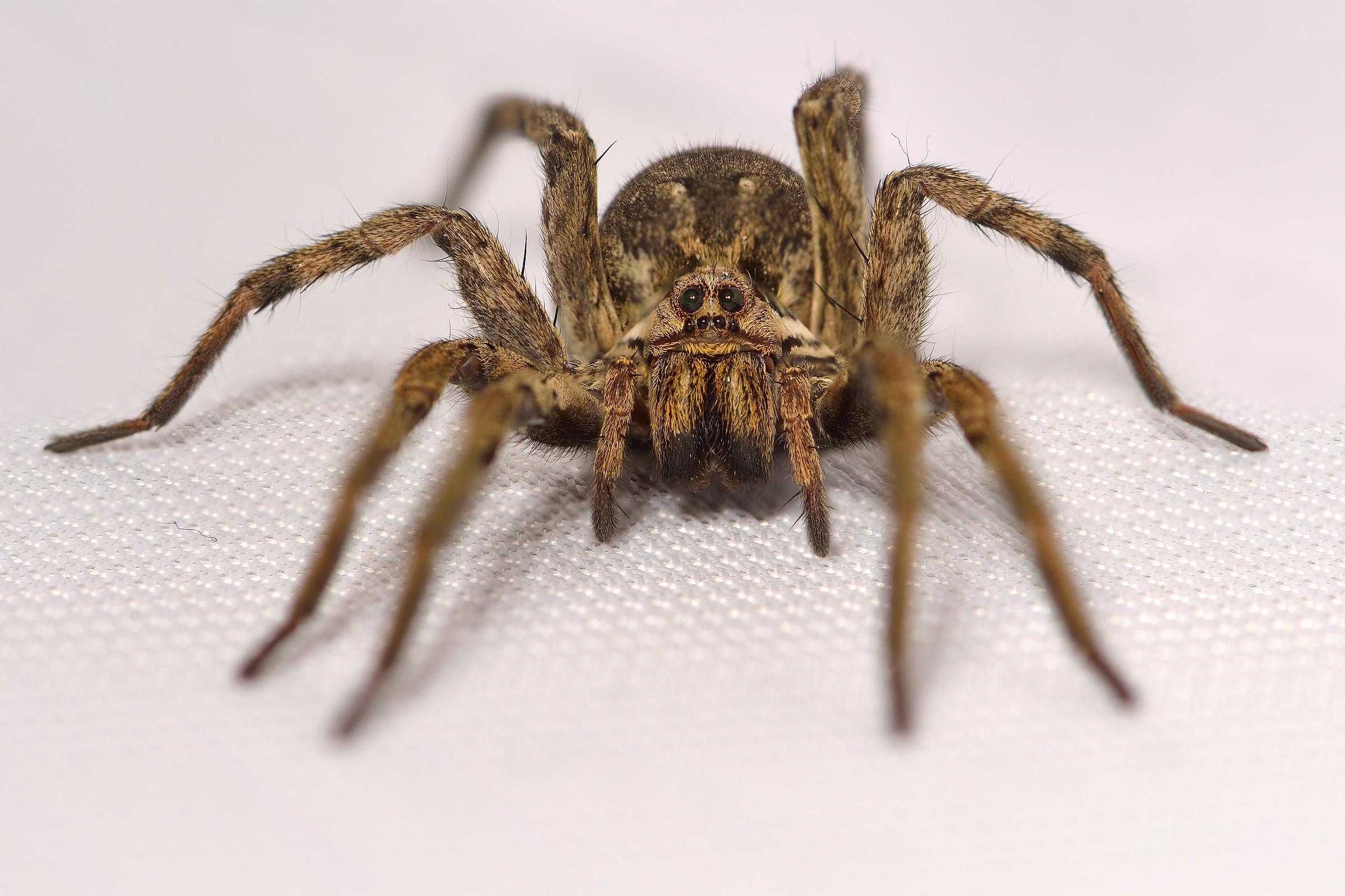 Hogna Radiata (Wolf Spider Tarantula or False)