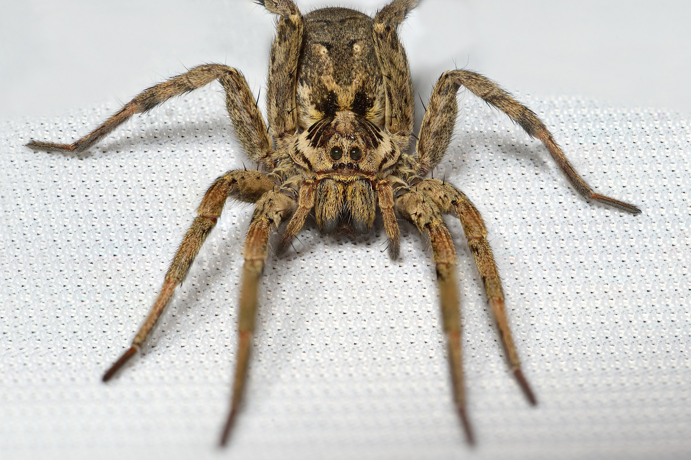 Hogna Radiata (Wolf Spider Tarantula or False)