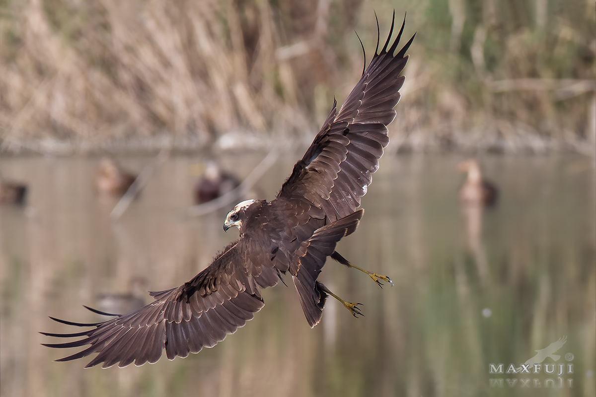 Virata del Falco di palude