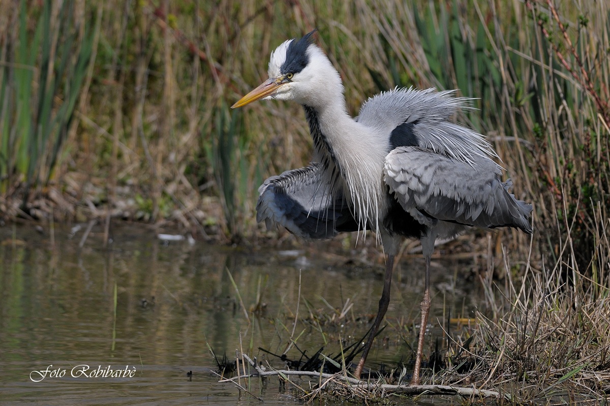 Cenerino... fibrillante...