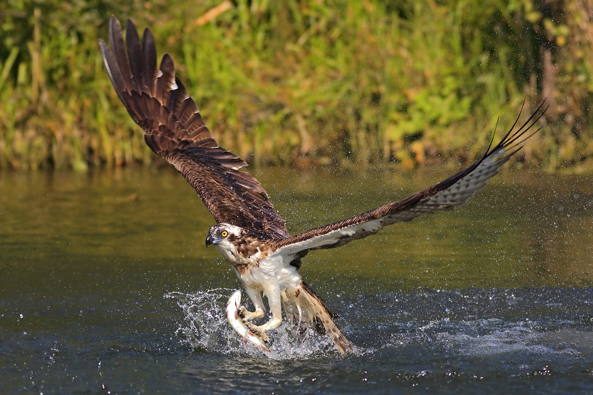 Osprey