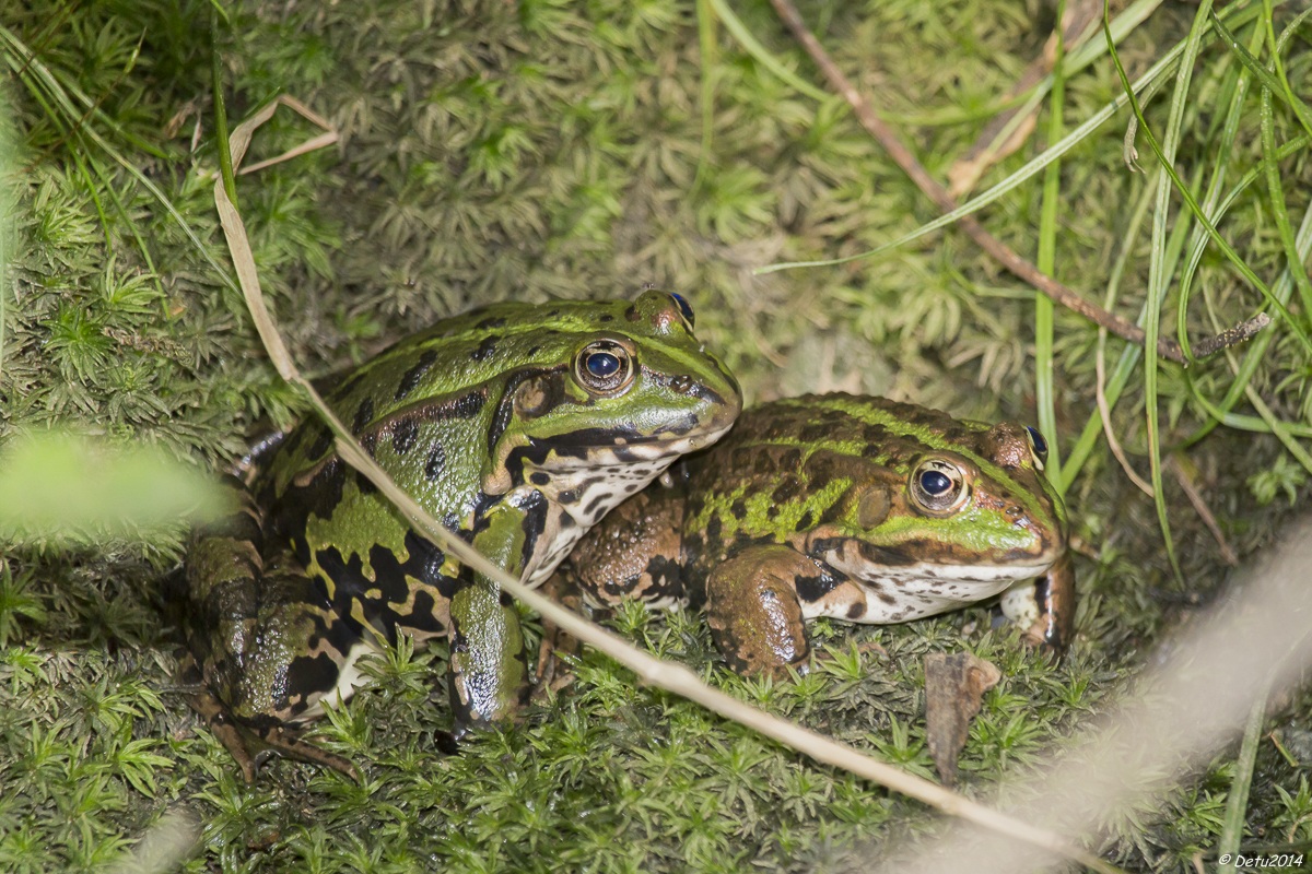 Couple of frogs