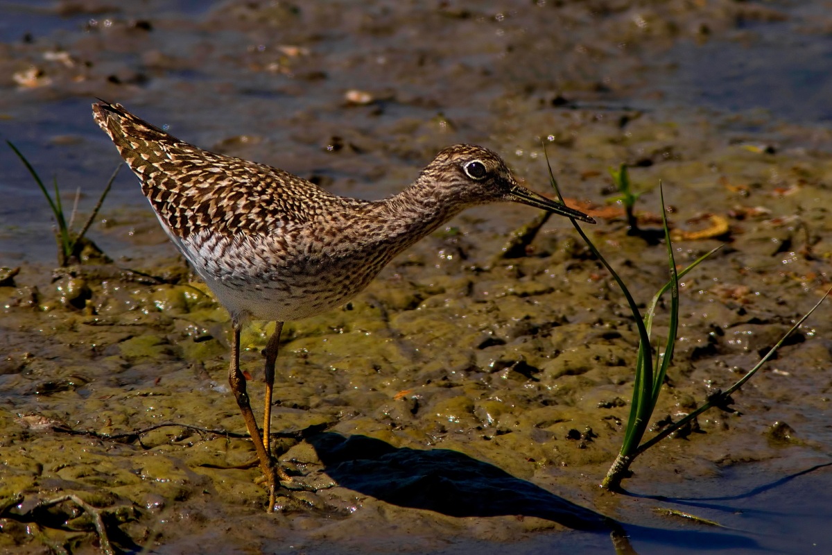 Piro Piro Boschereccio