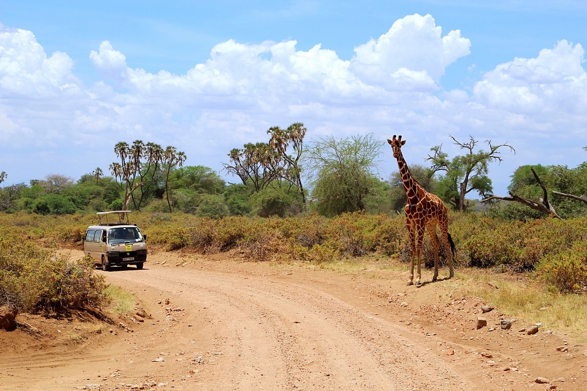 giraffe in the middle of the road