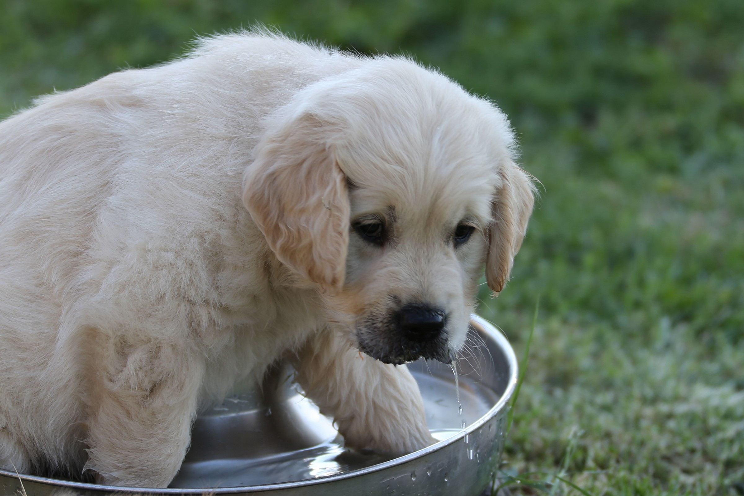 Golden...Golden...Golden