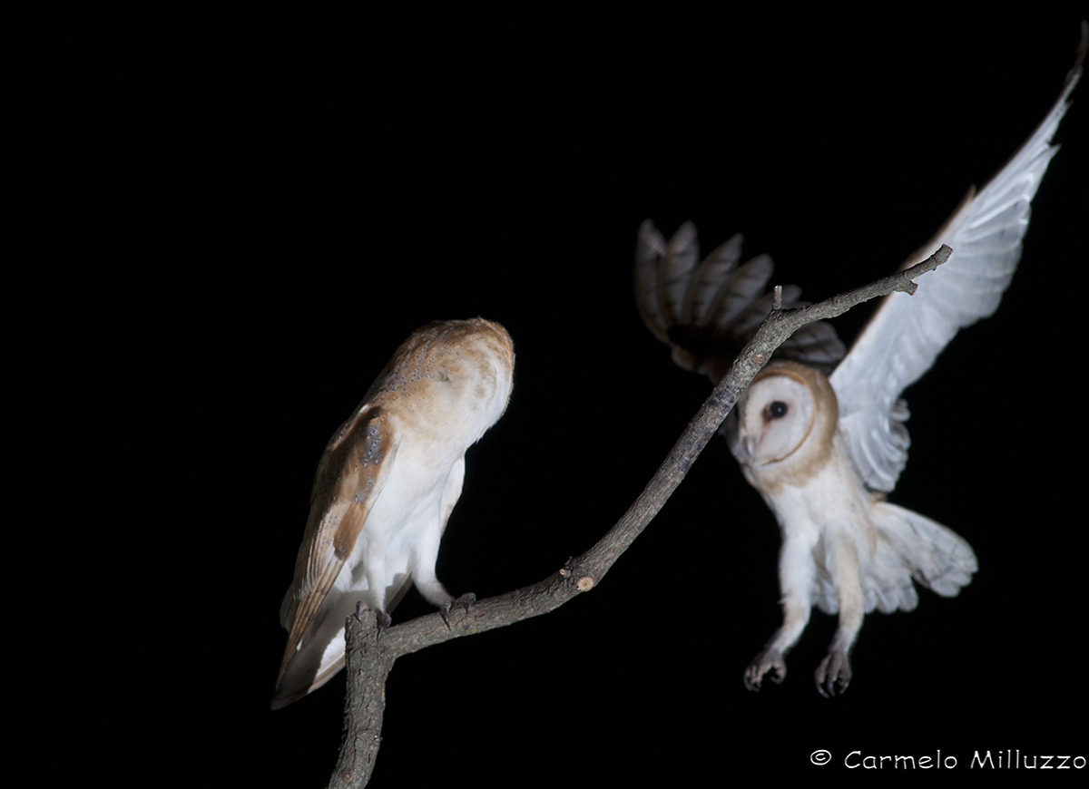 Arriva la mia compagna _ Barn Owl _