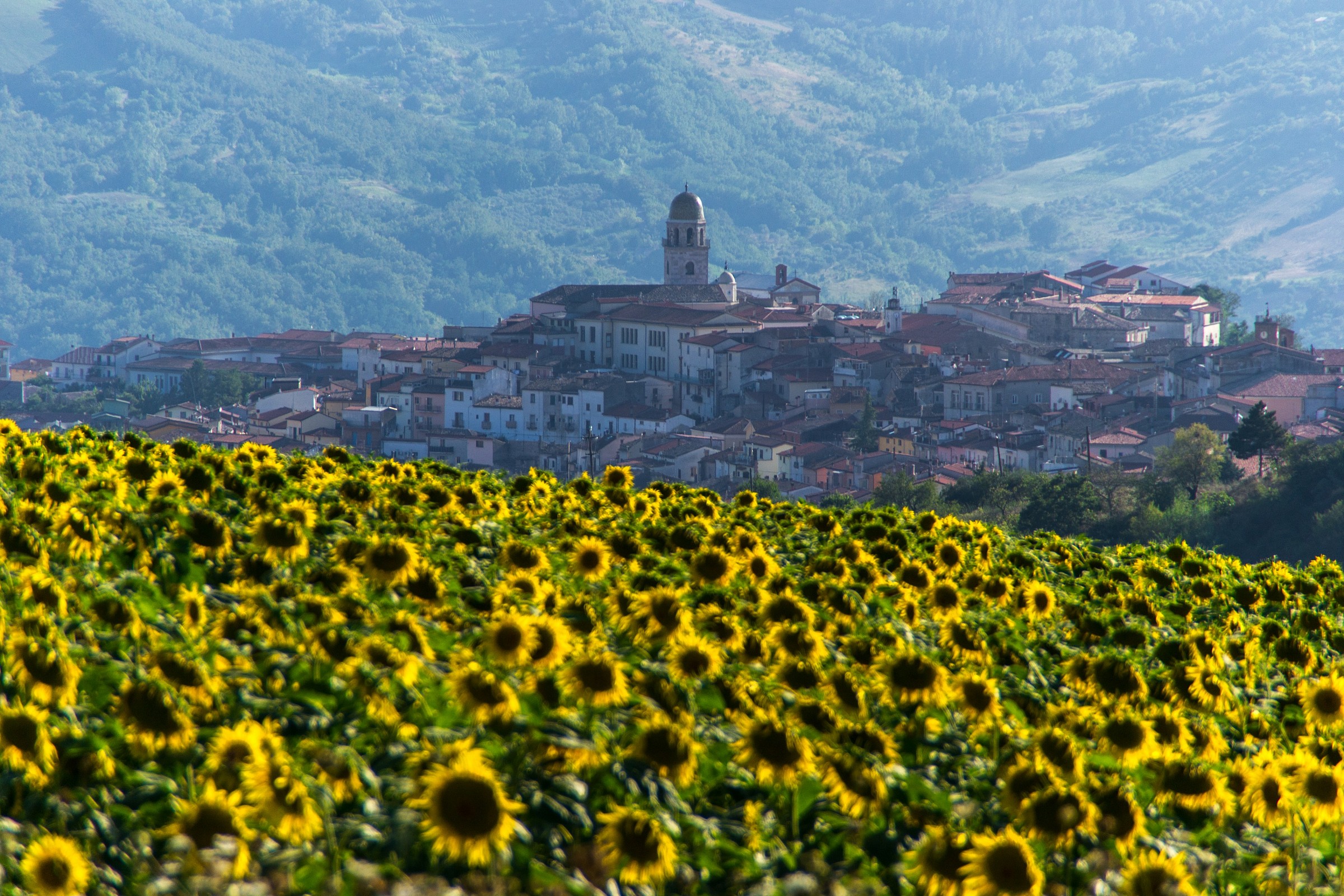 Girasoli a San Bartolomeo in Galdo