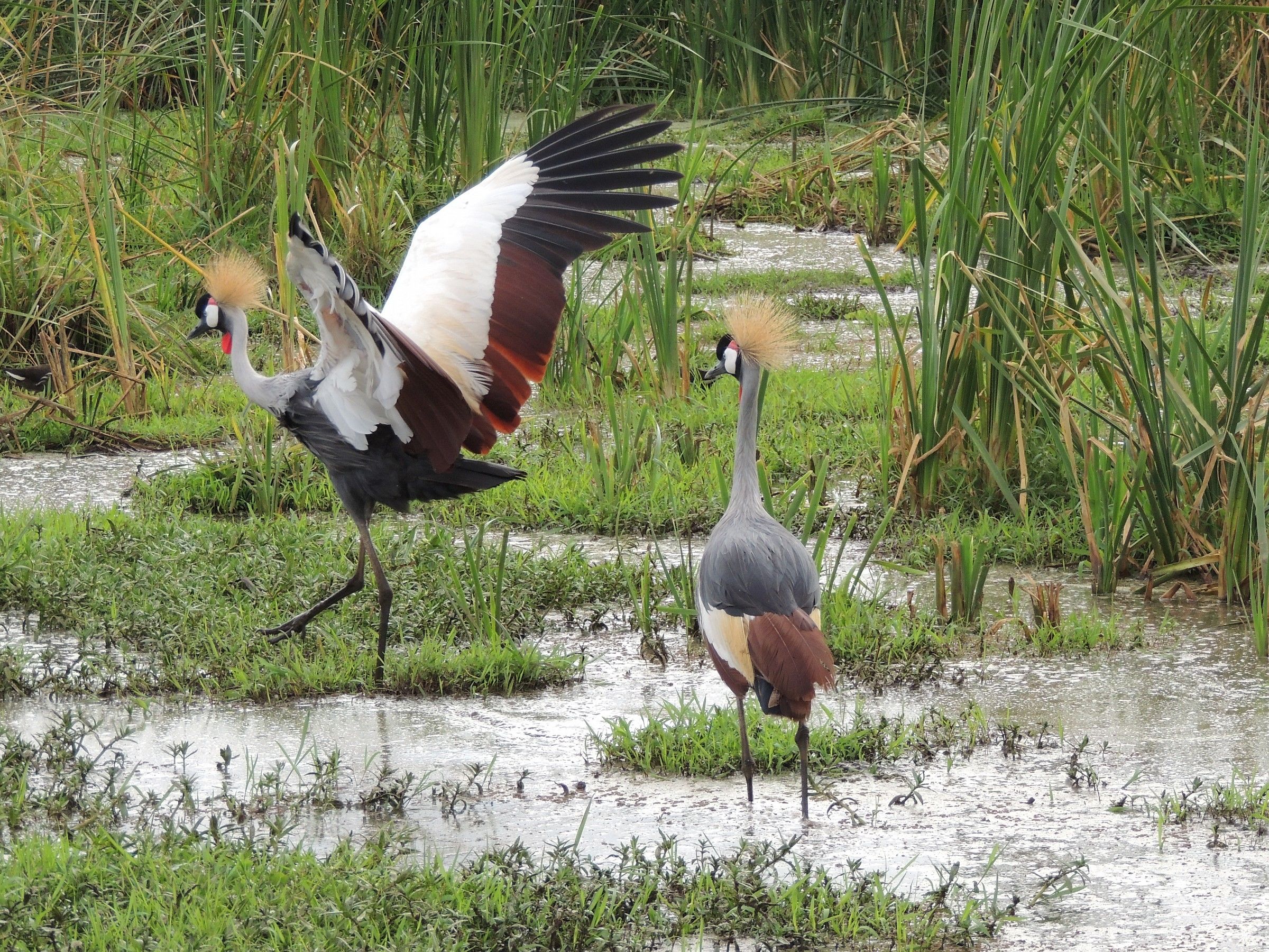 colori della tanzania