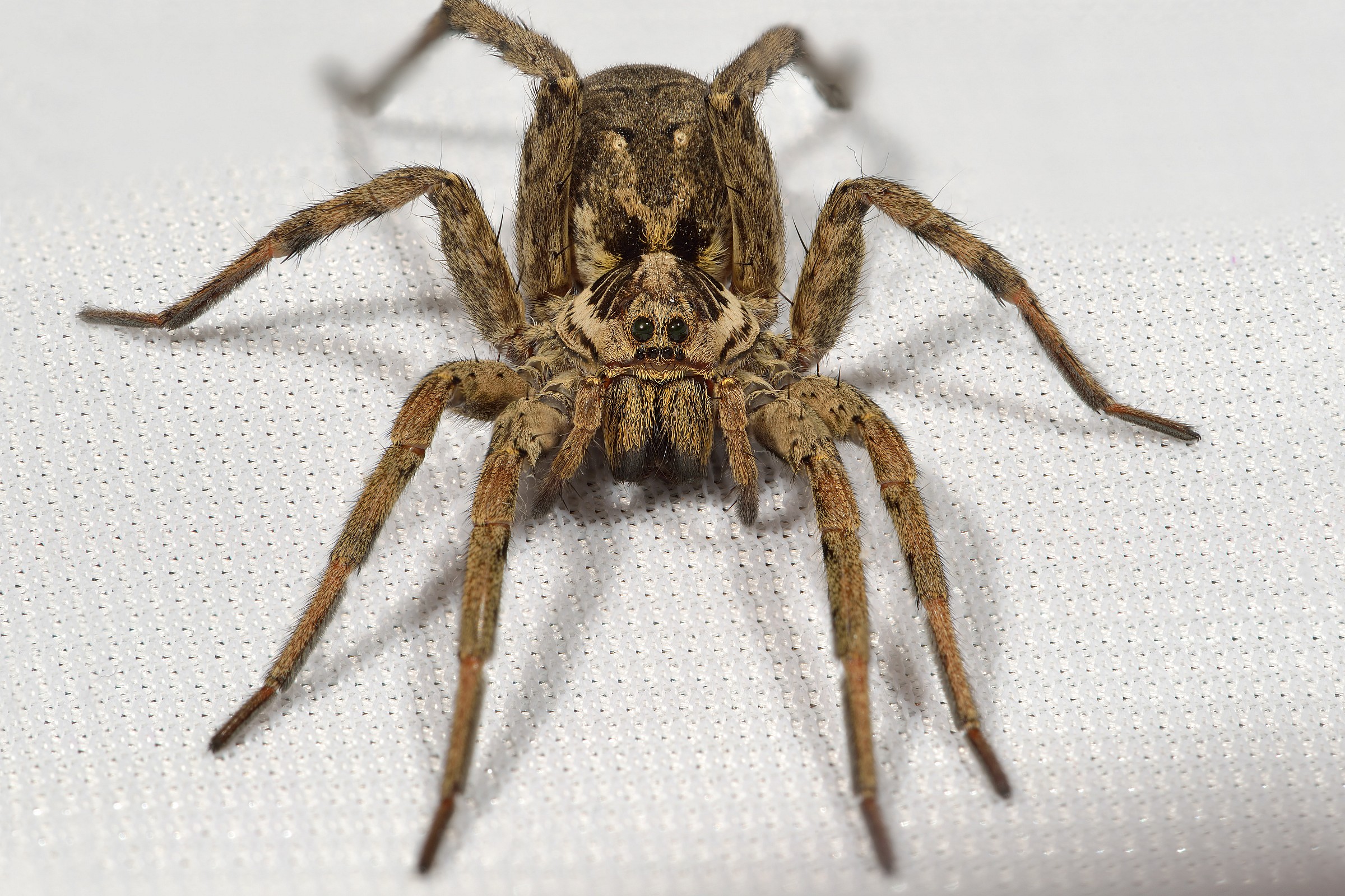 Hogna Radiata (Wolf Spider Tarantula or False)