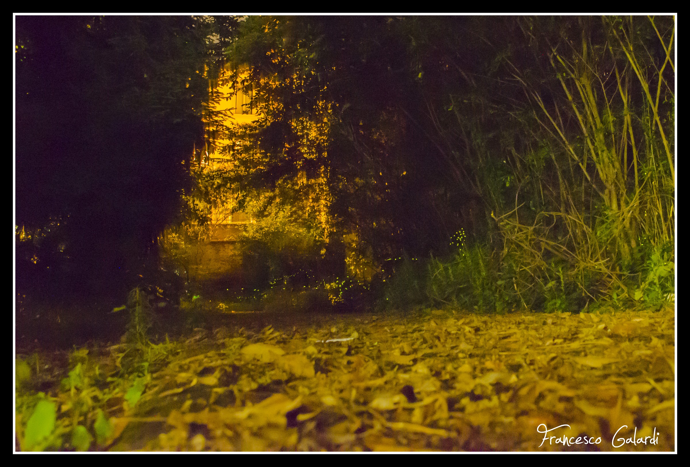 Son tornate le lucciole in centro....