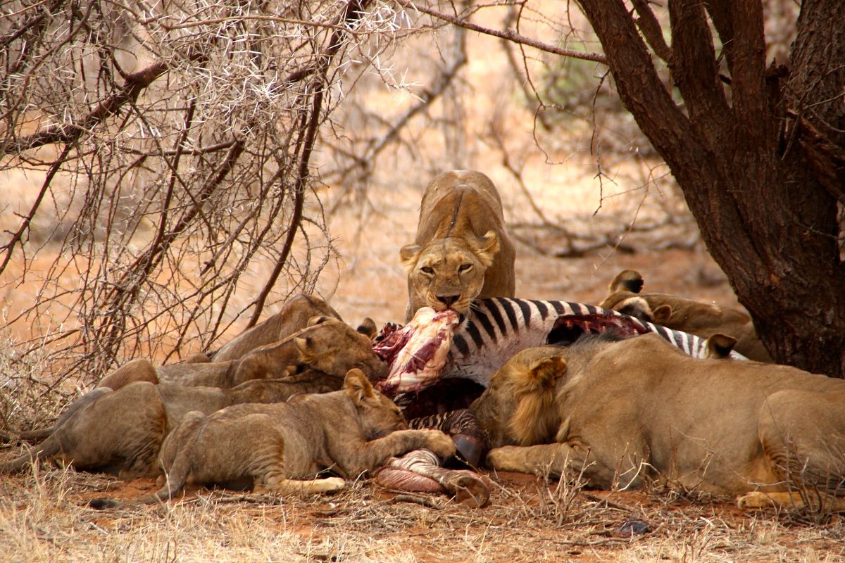lions lunch