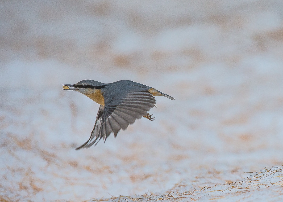 Nuthatch