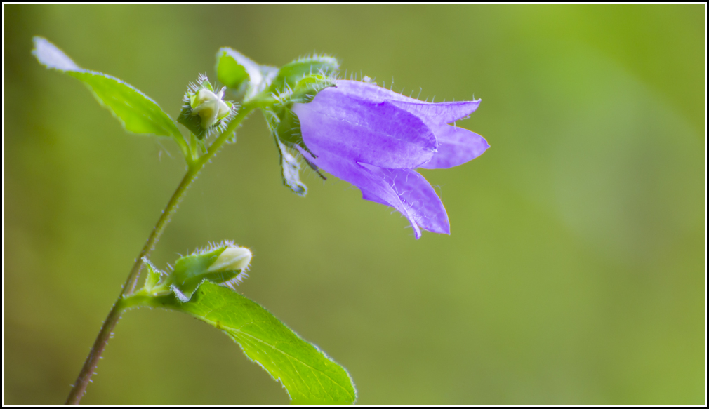 The Color Purple ...
