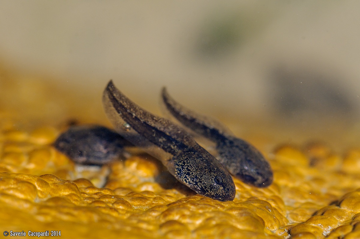 Girini di Discoglosso