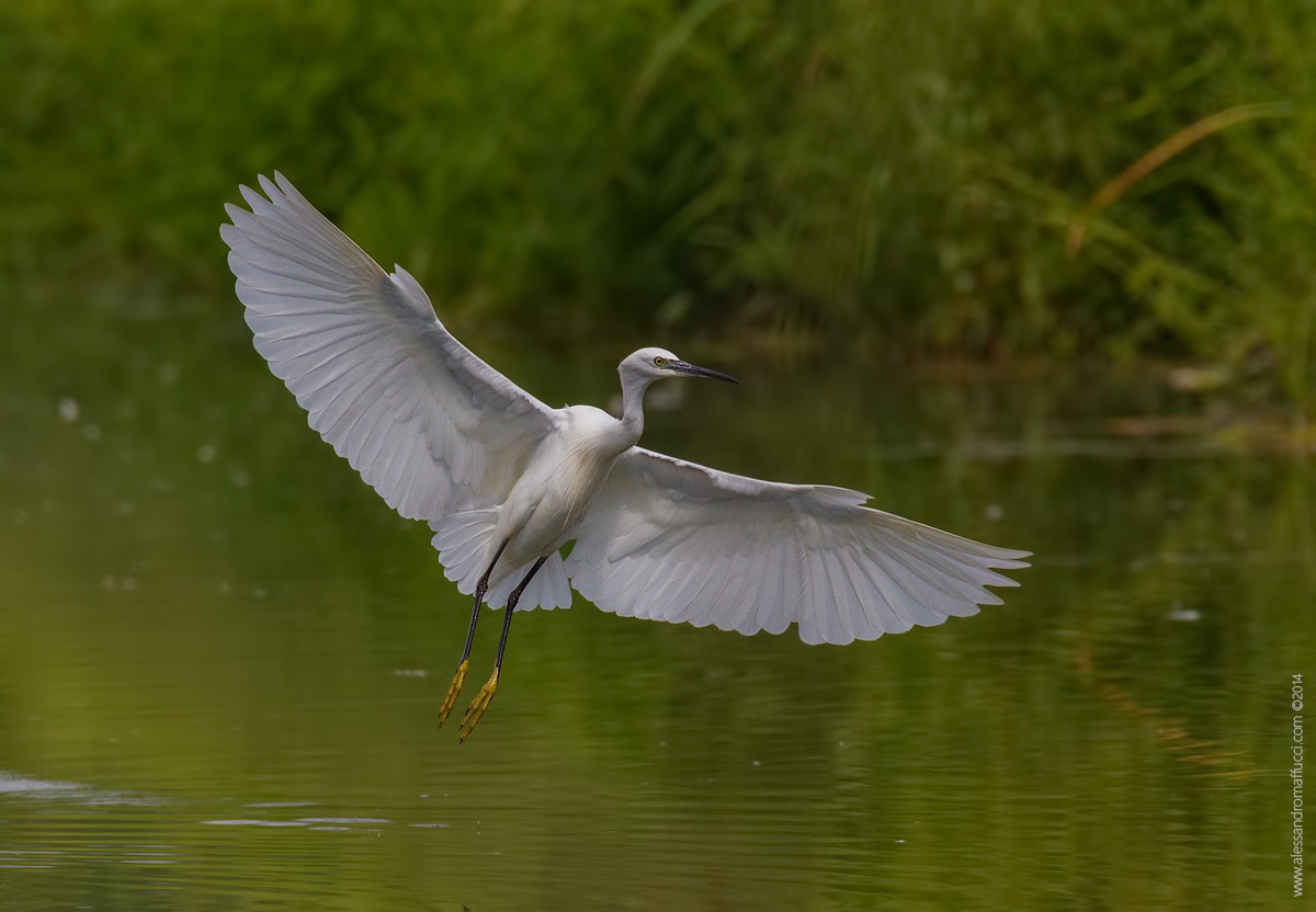 Egret