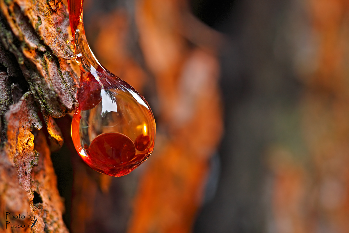 Per l'albero di natale!