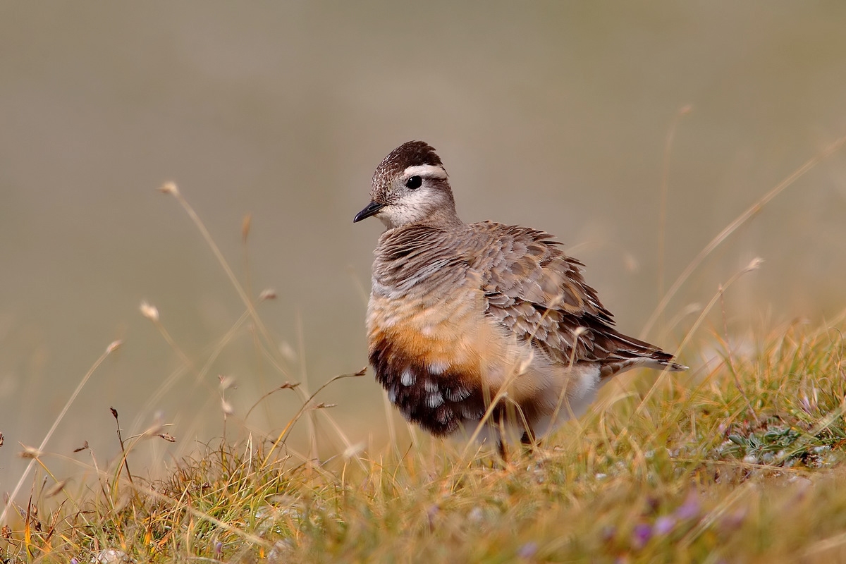 dotterel