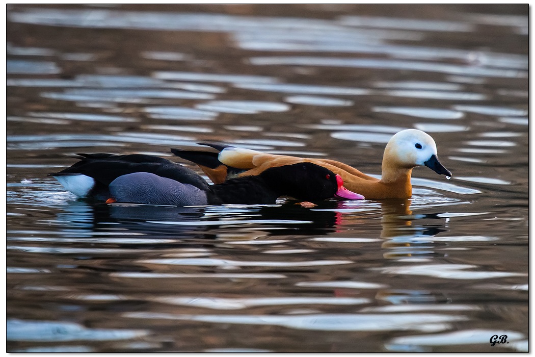 Becco Rosso e Casarca