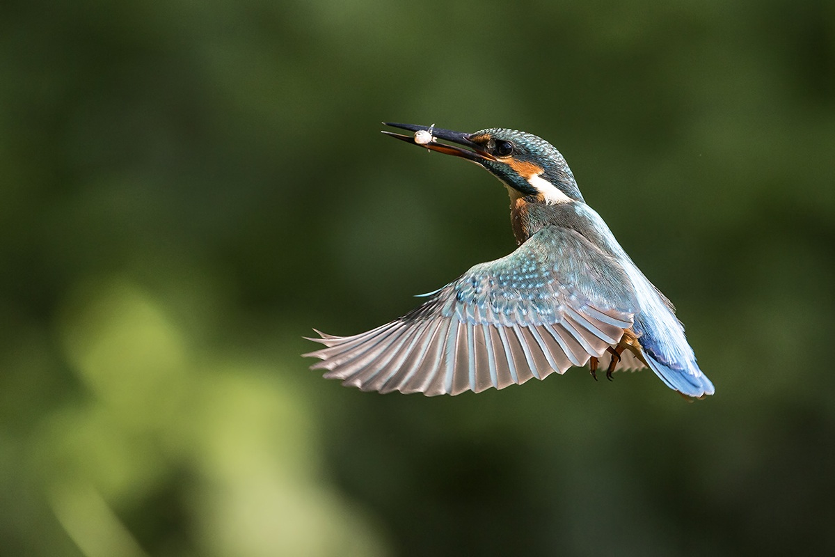 Kingfisher with fish