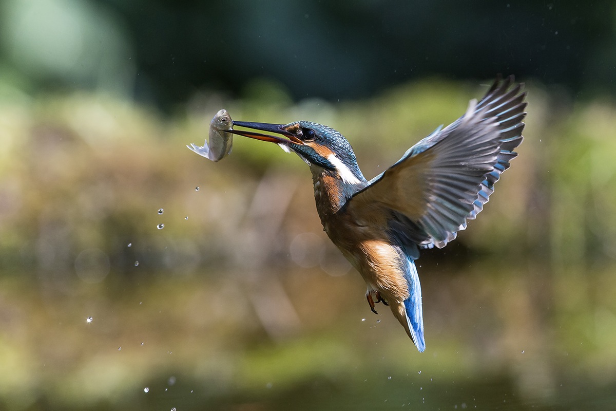 Martin pescatore volo