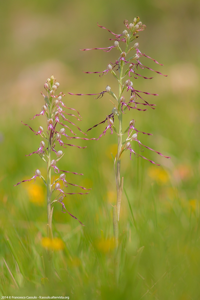 Himantoglossum adriaticum