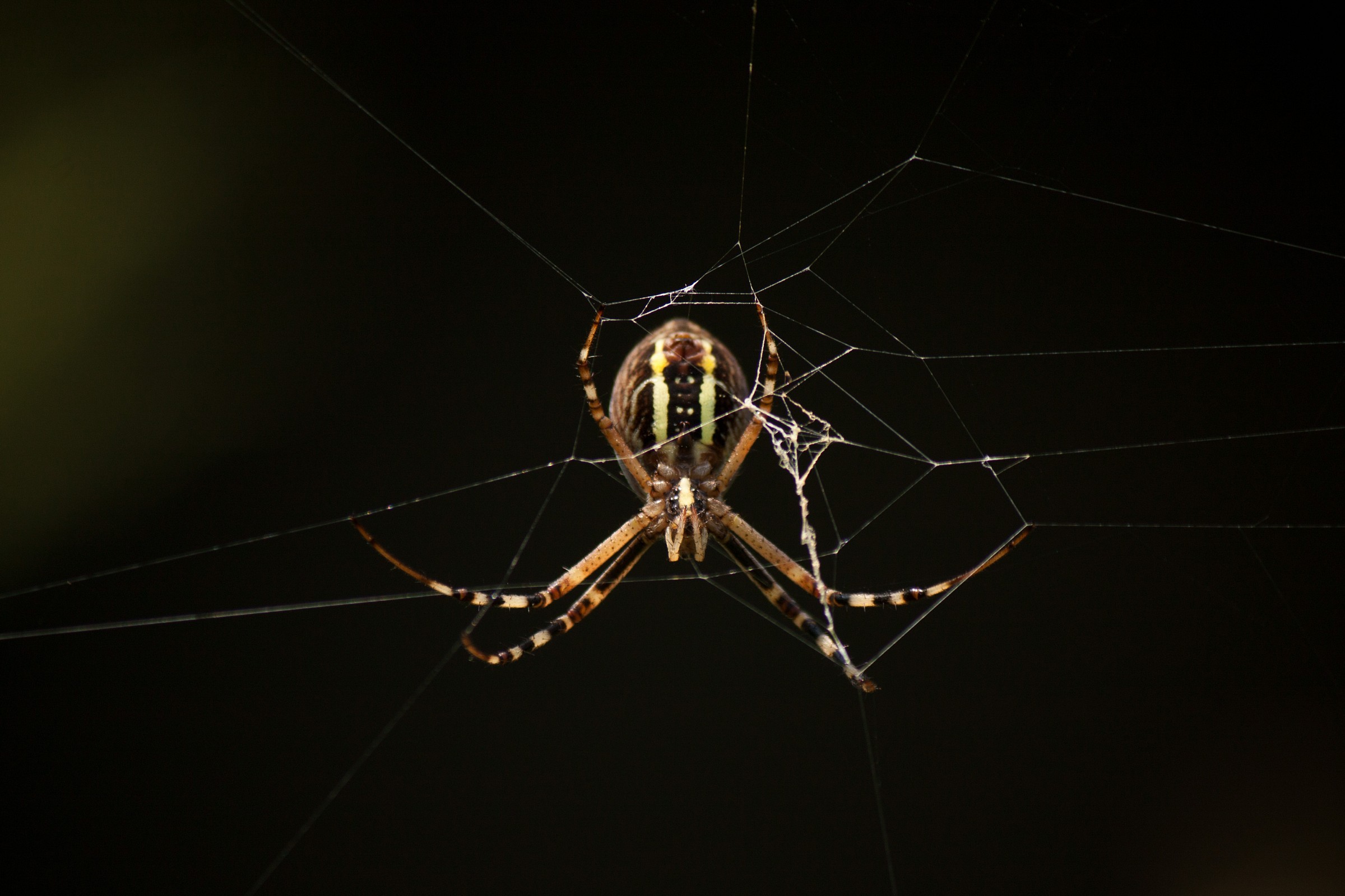 Argiope bruennichi (Ragno Tigre/Vespa)