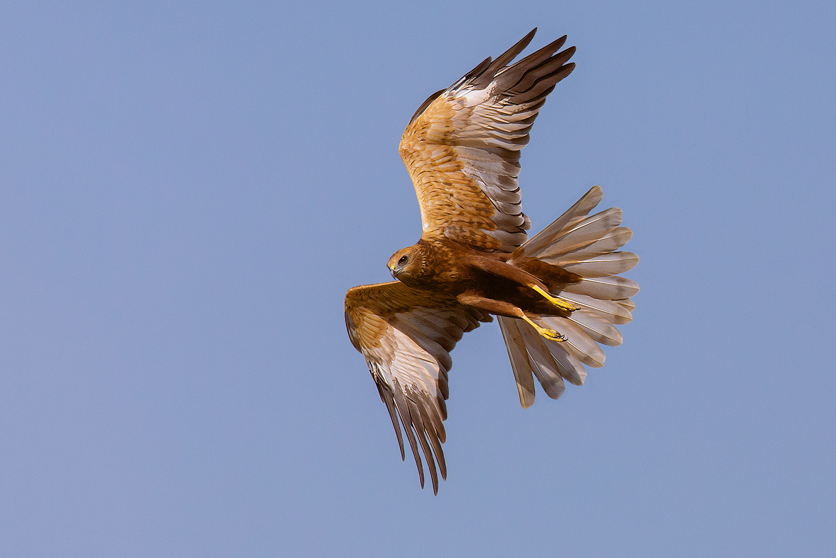 Marsh Harrier
