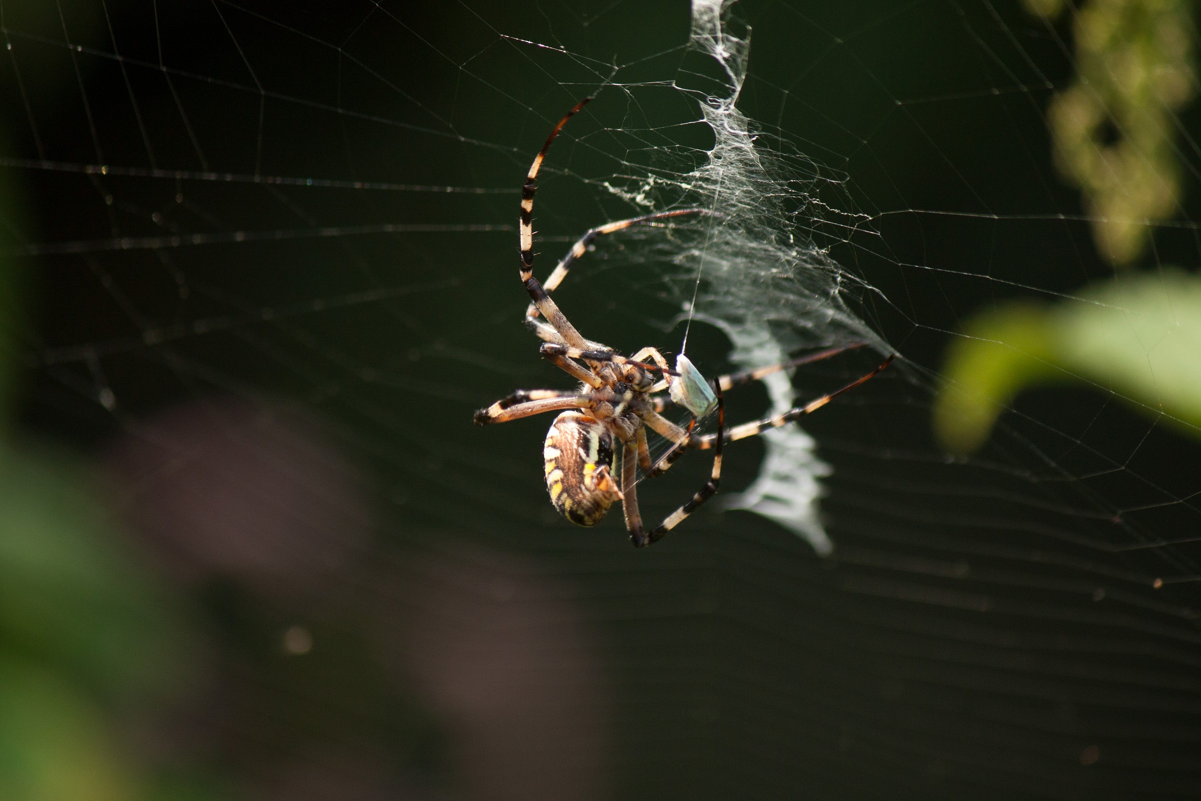 Argiope bruennichi al lavoro.