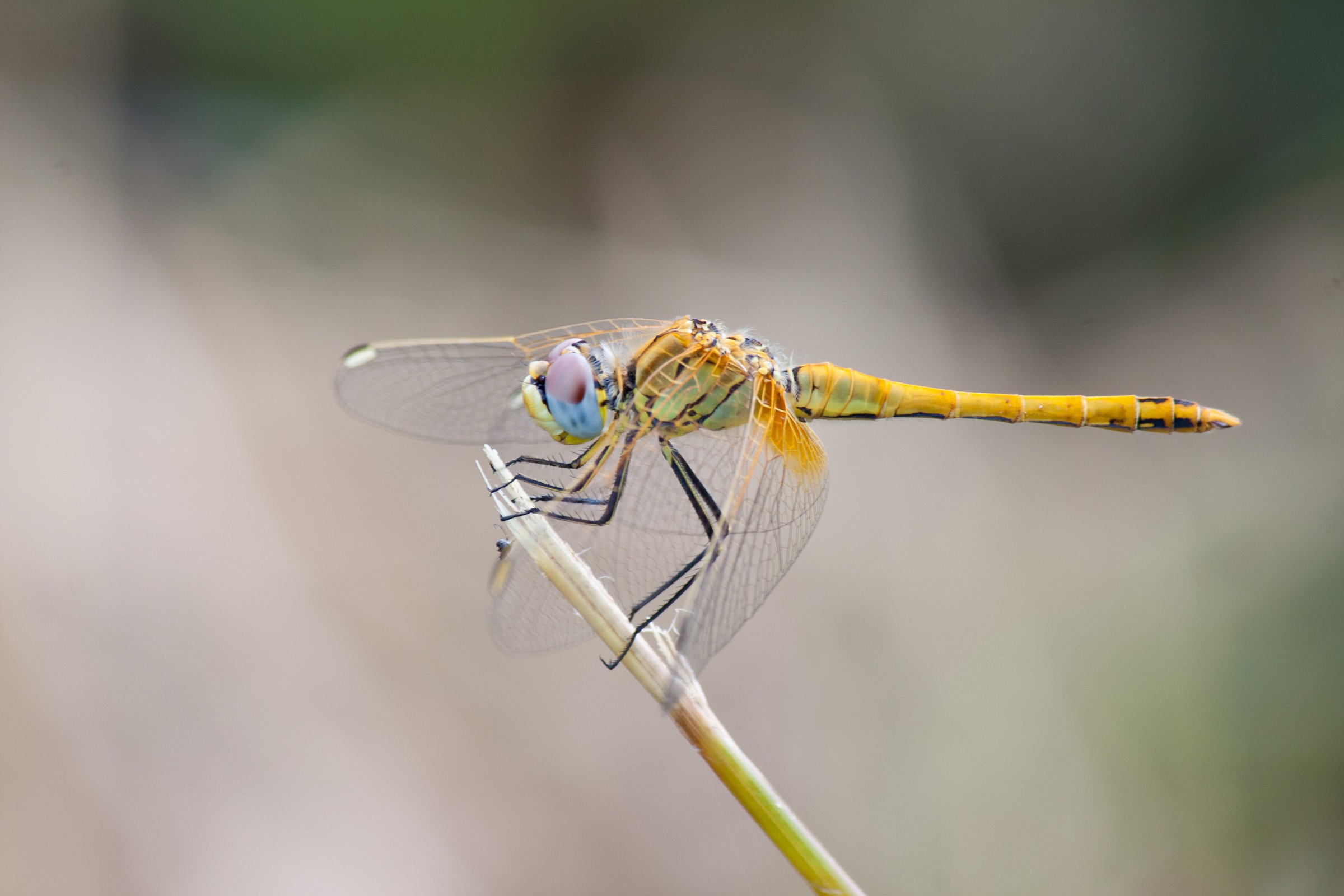 Sympetrum fonscolombii