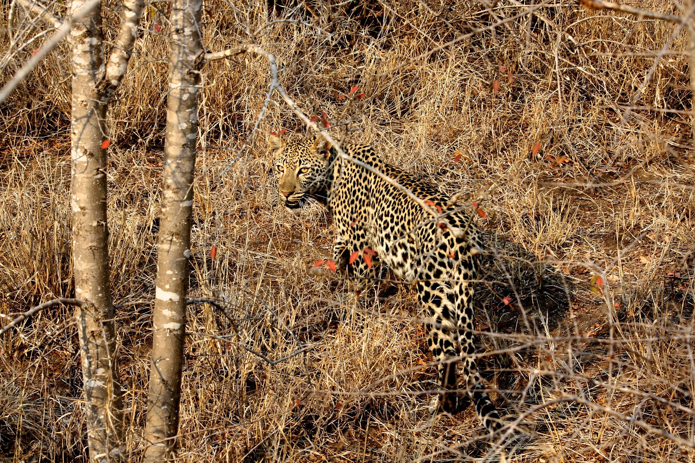 Panthera pardus (leopard)