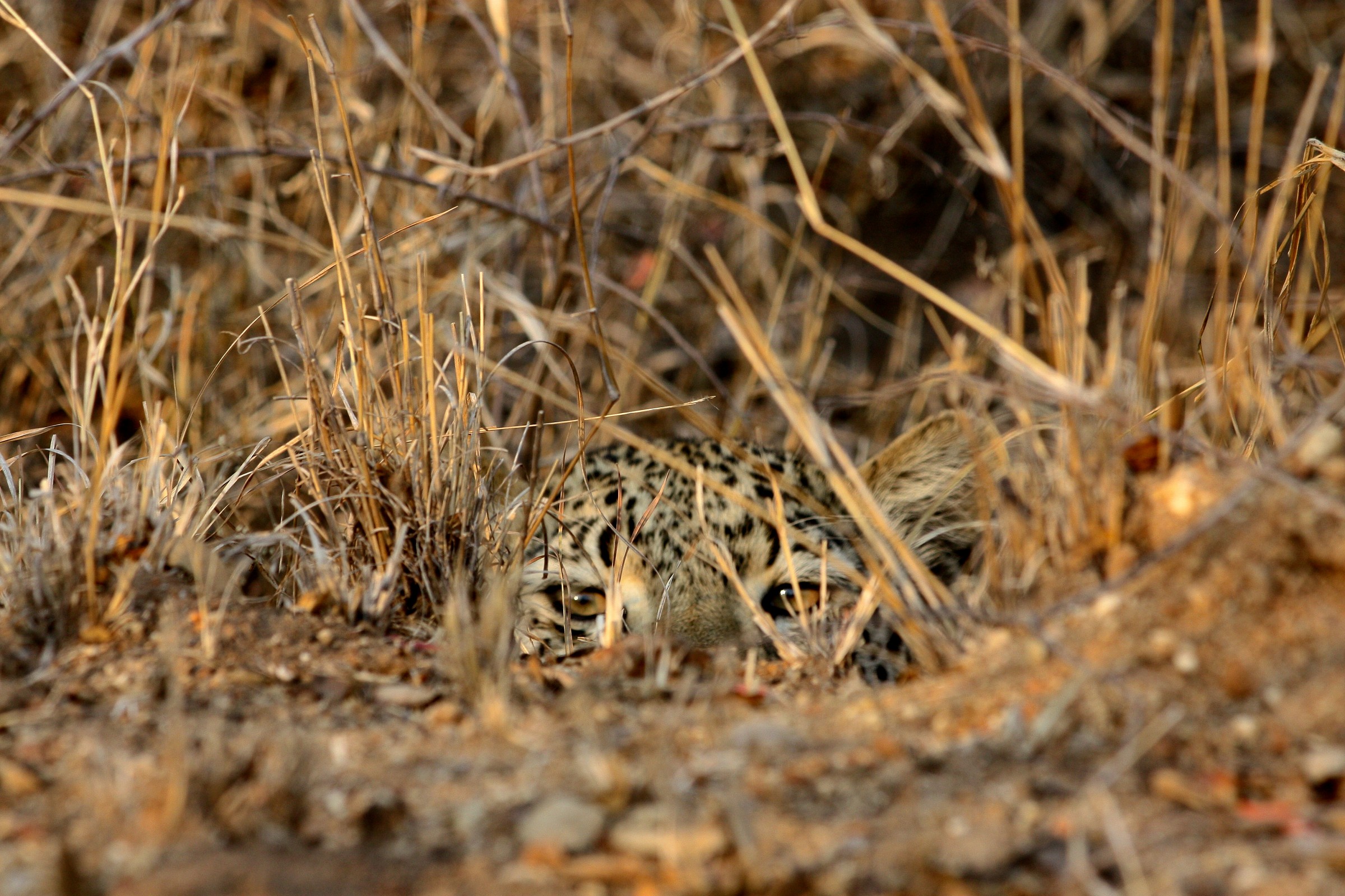 Panthera pardus (leopard)