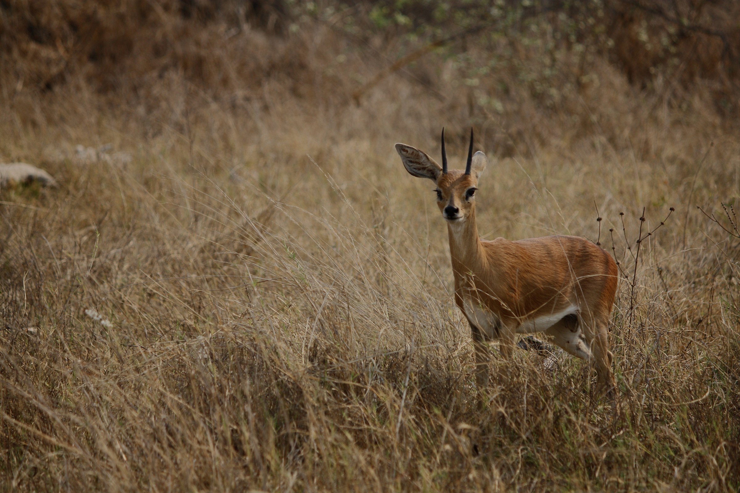 Oreotragus oreotragus (klipspringer)