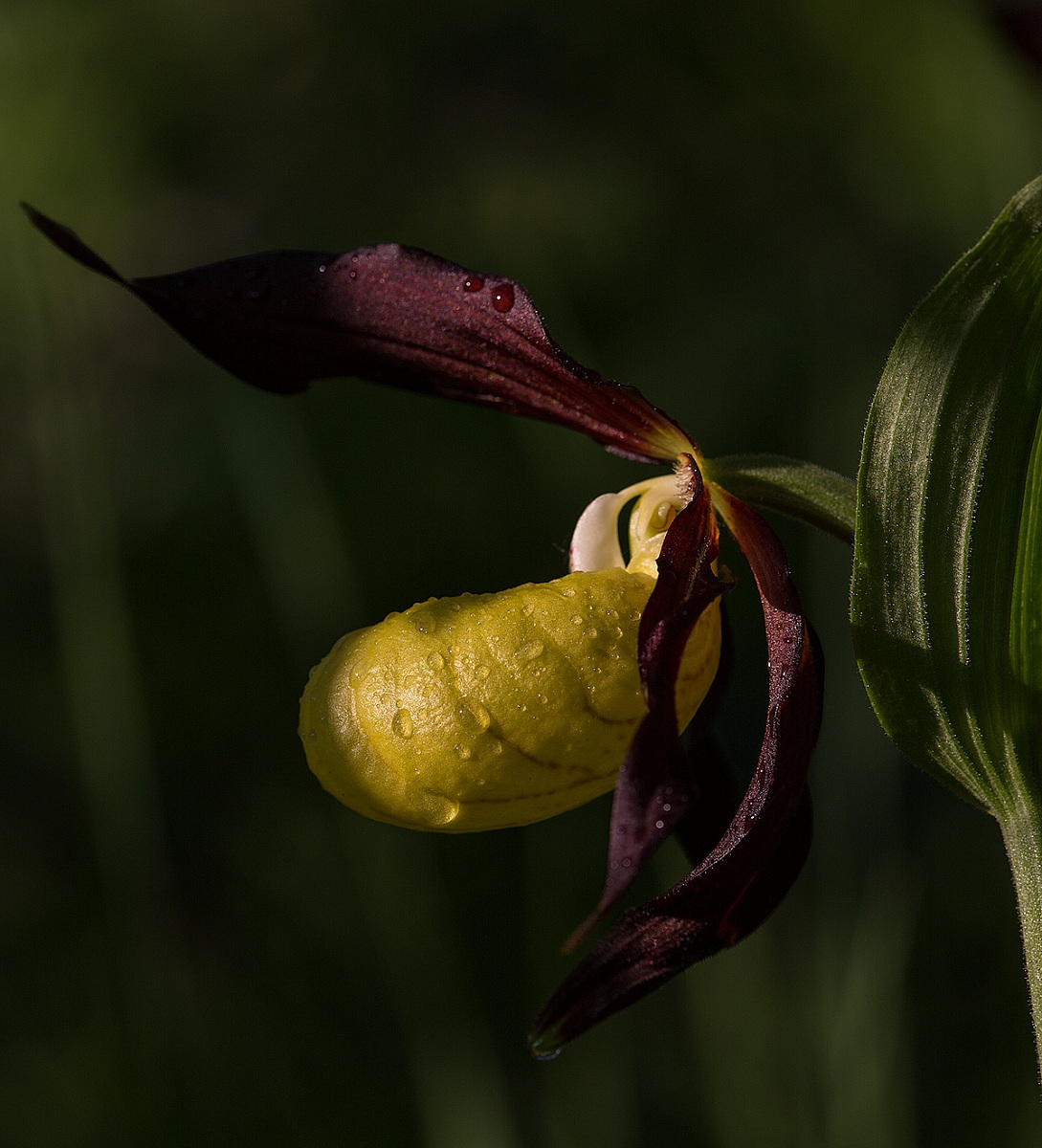 Cypripedium calceolus