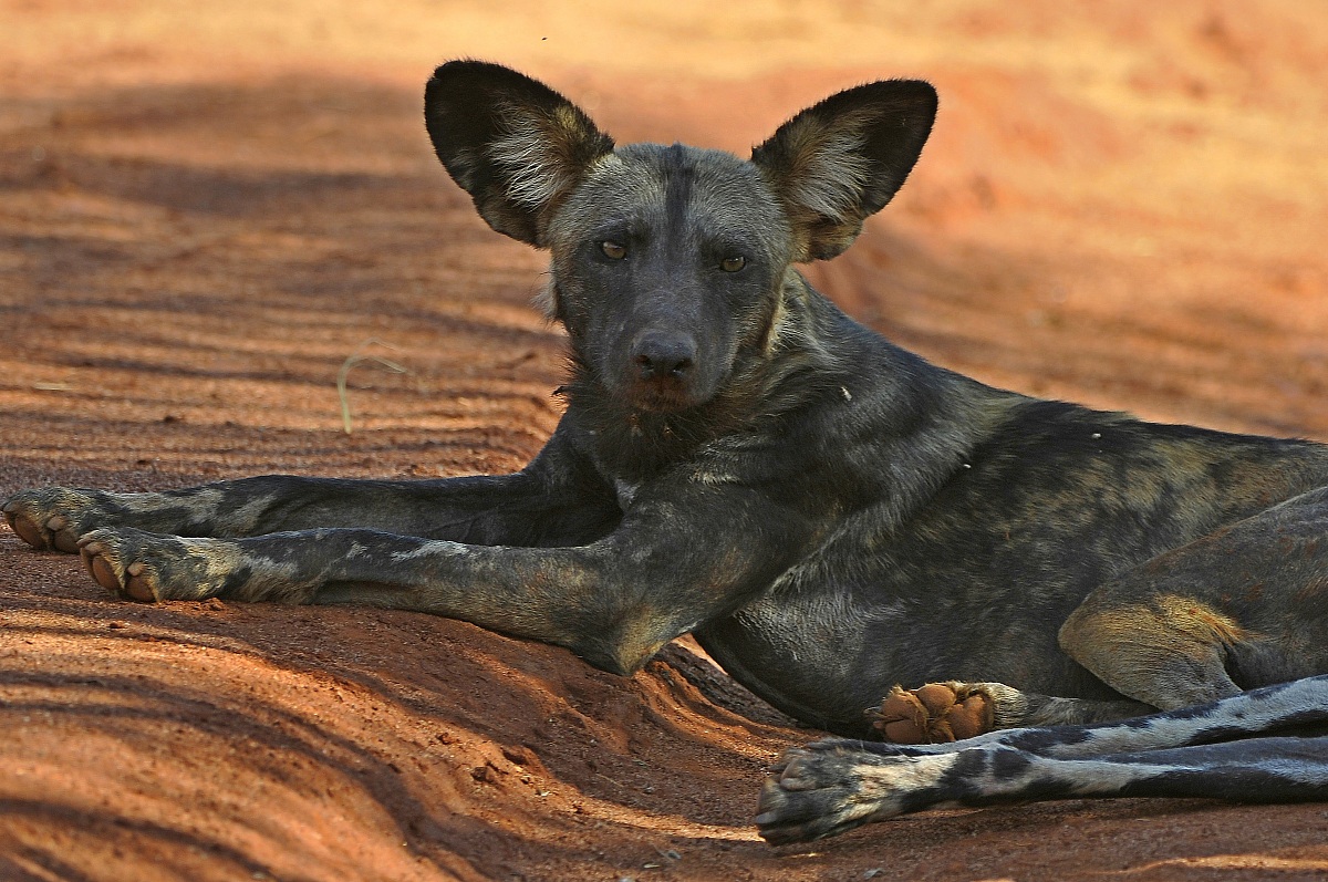 Wild dog purtroppo a rischio estinzione