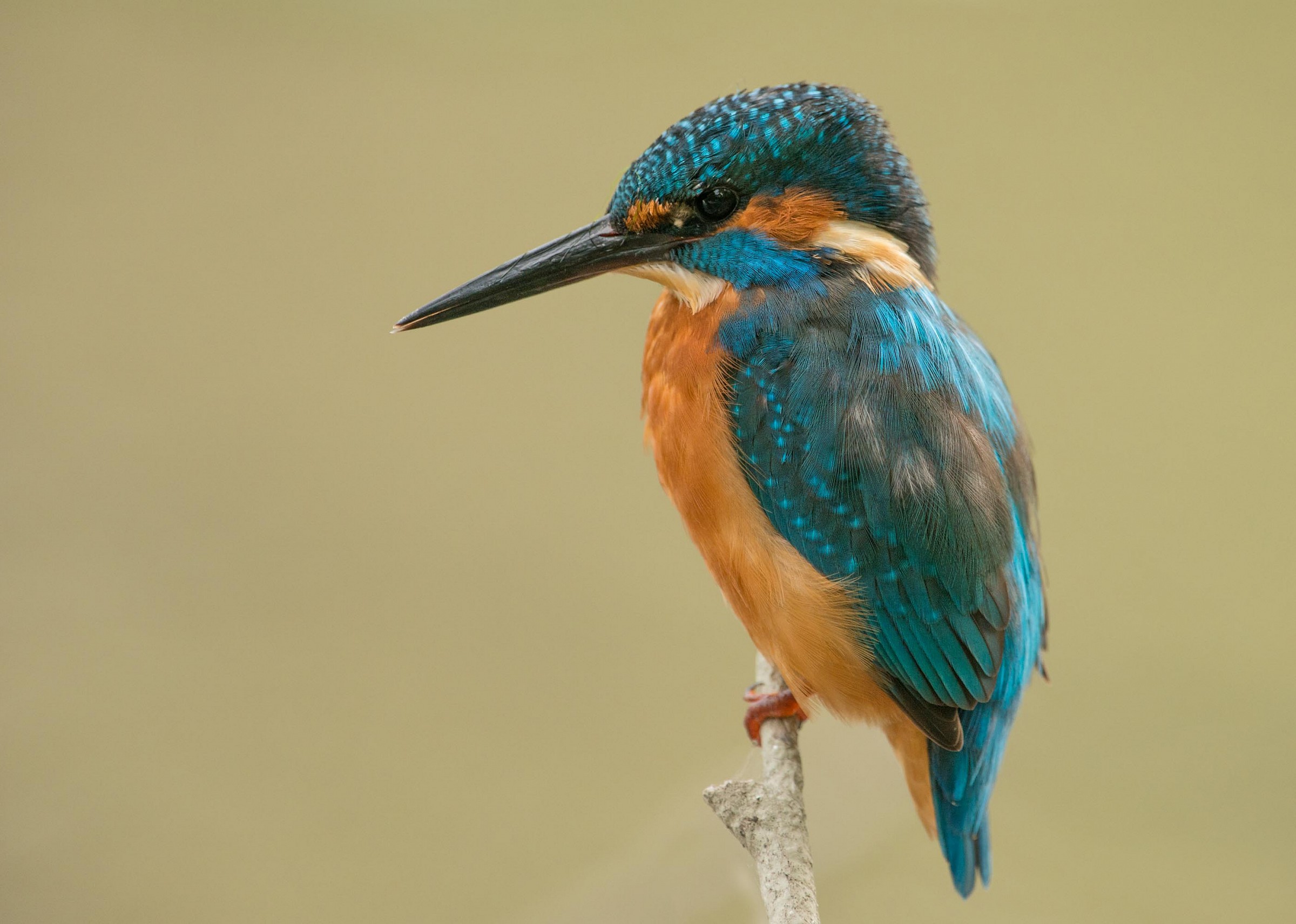 Incontro ravvicinato