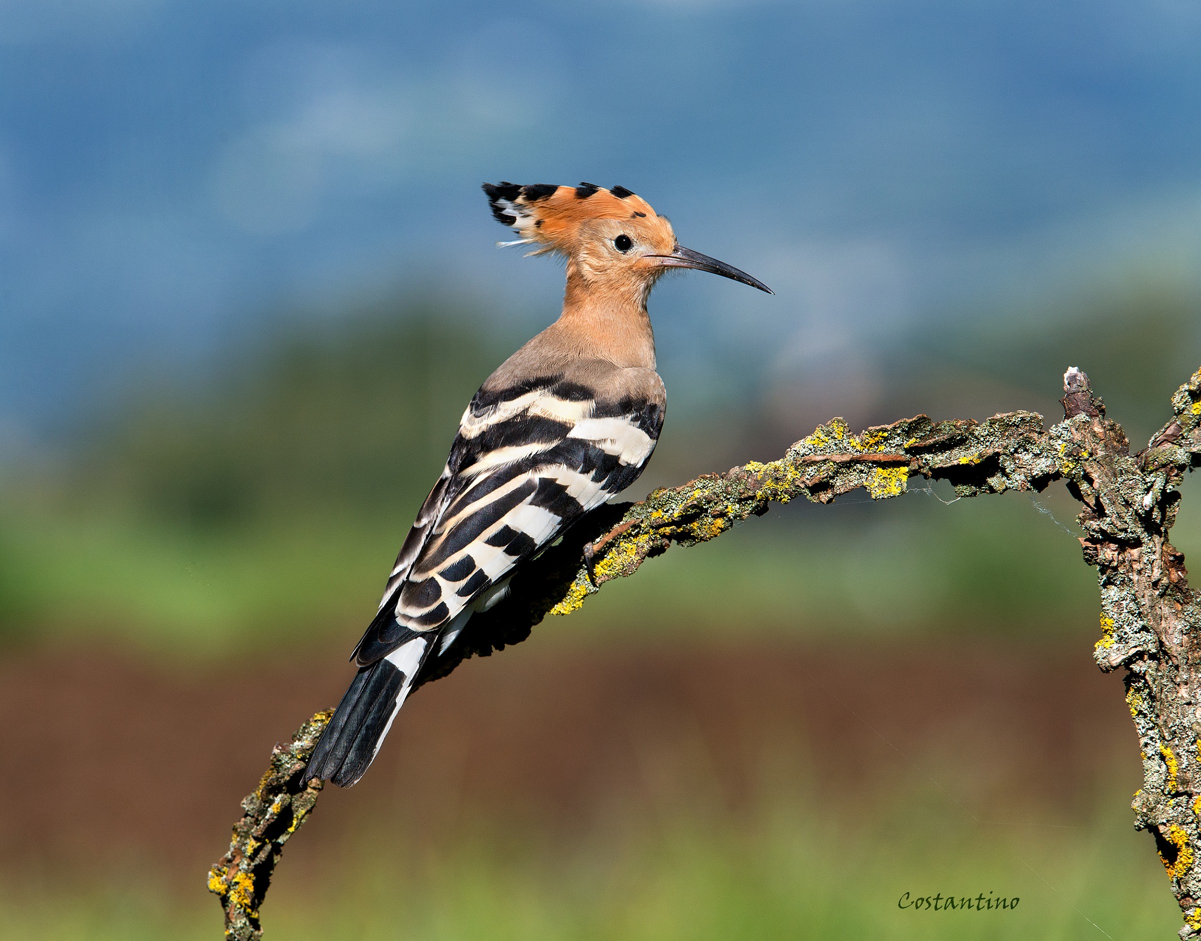 Hoopoe (Hoopoe Upupa)