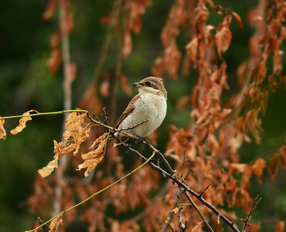 averla p. mimetizzata