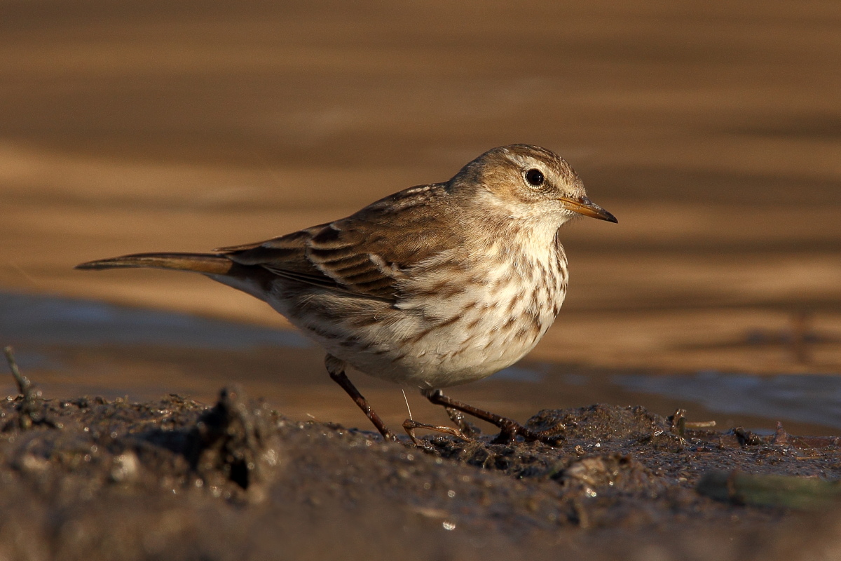 pipit