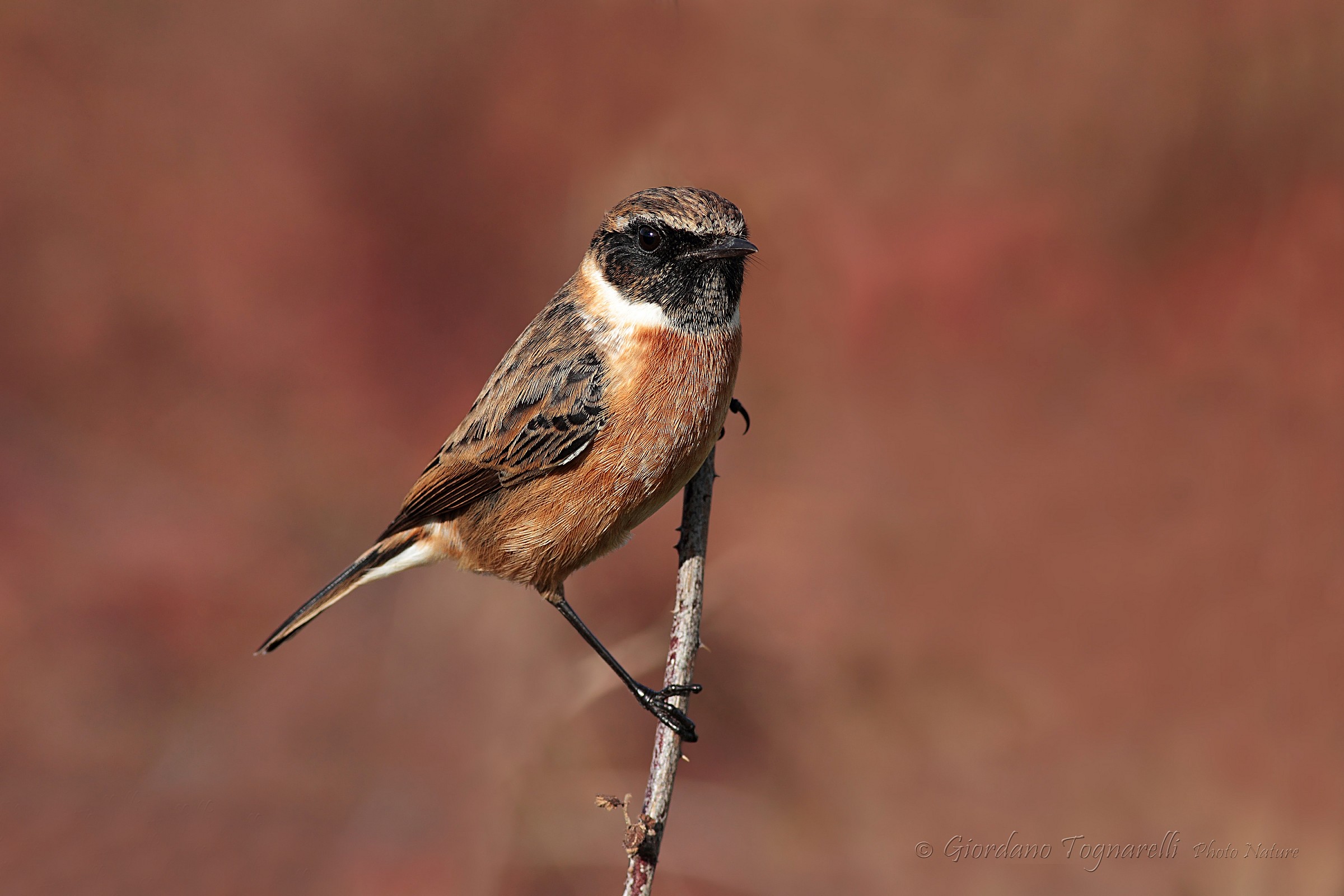 Stonechat
