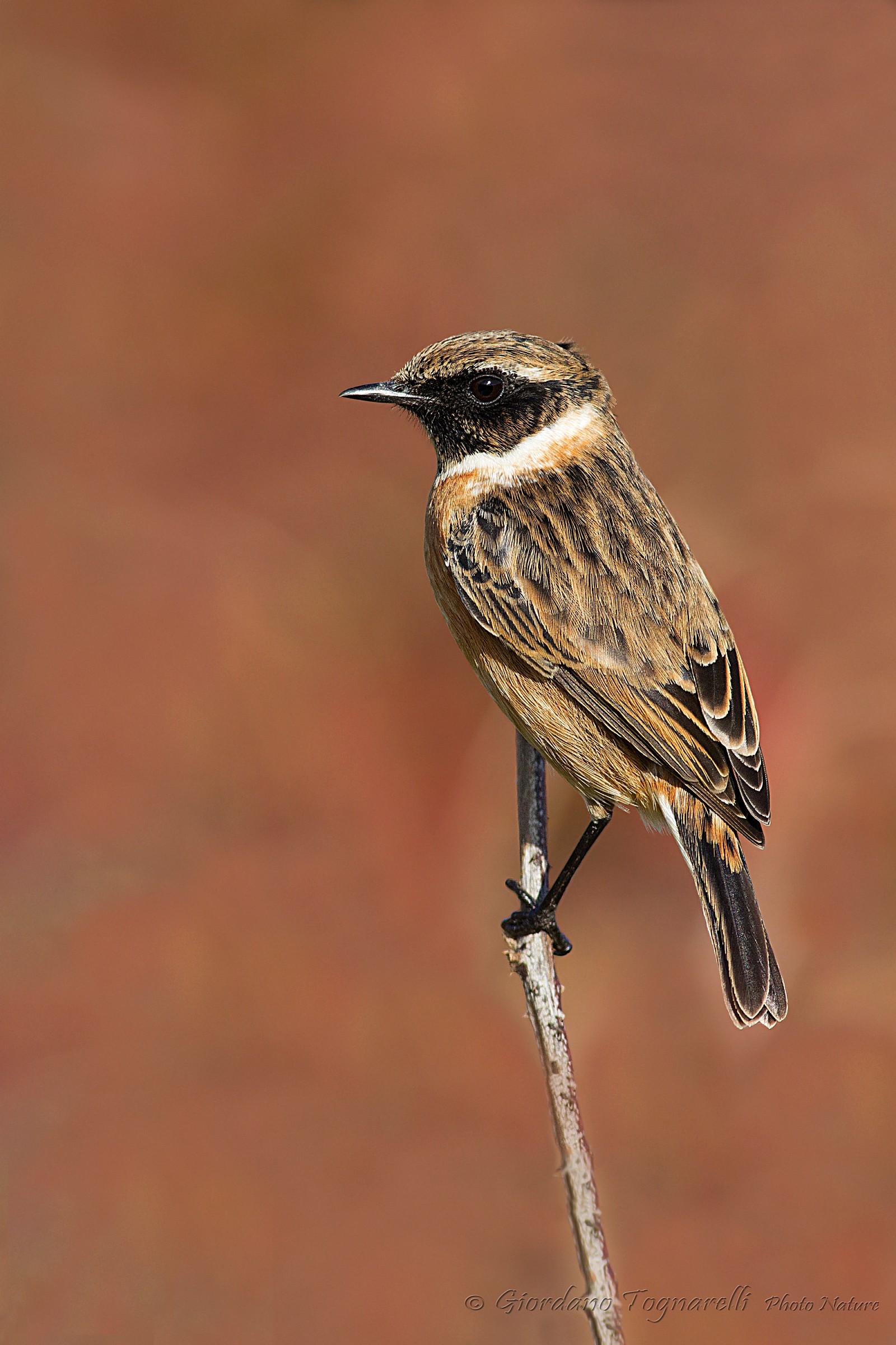 Stonechat