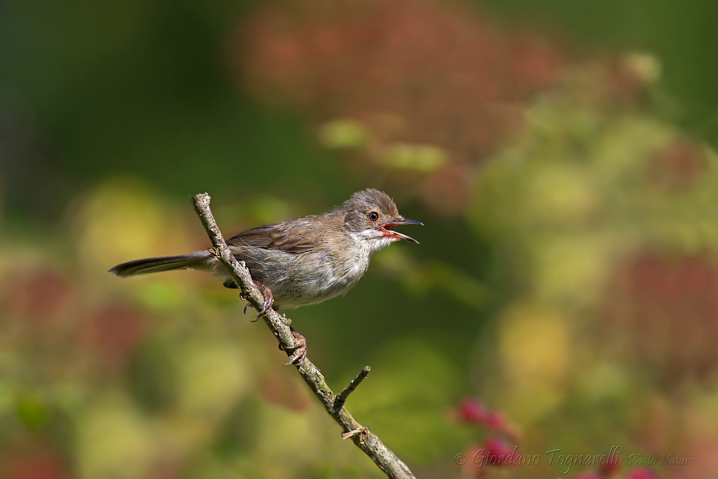 Warbler Juv