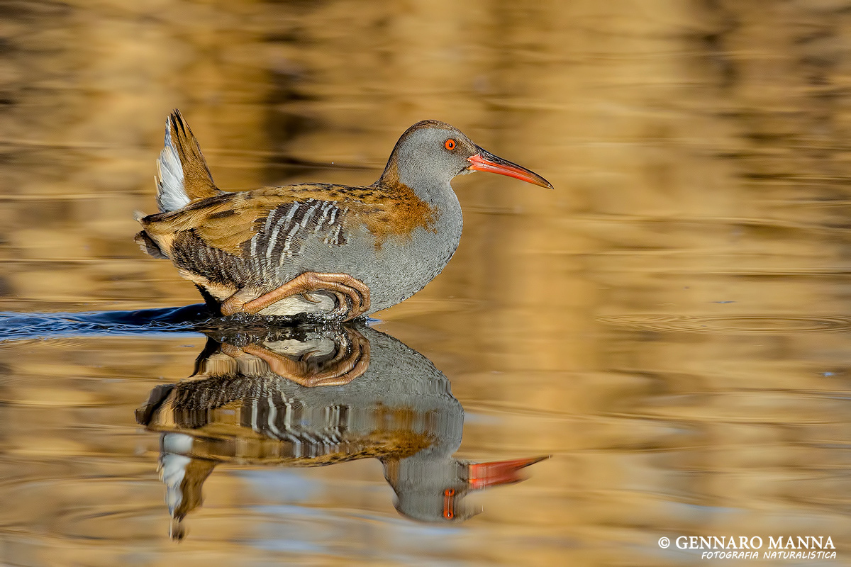 Porciglione(Rallus aquaticus)