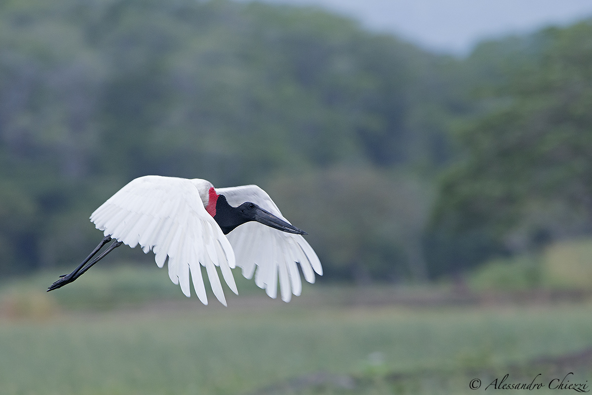 The flight of the Jabiru