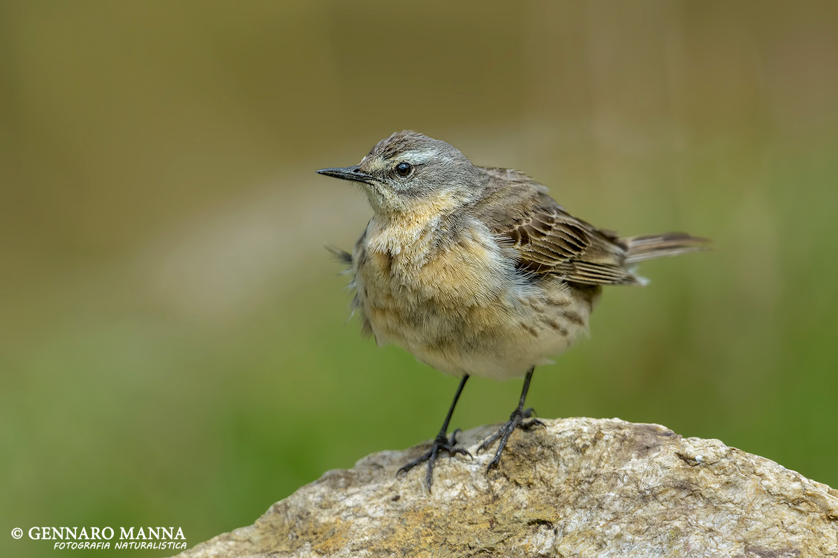 Water Pipit (Anthus spinoletta)
