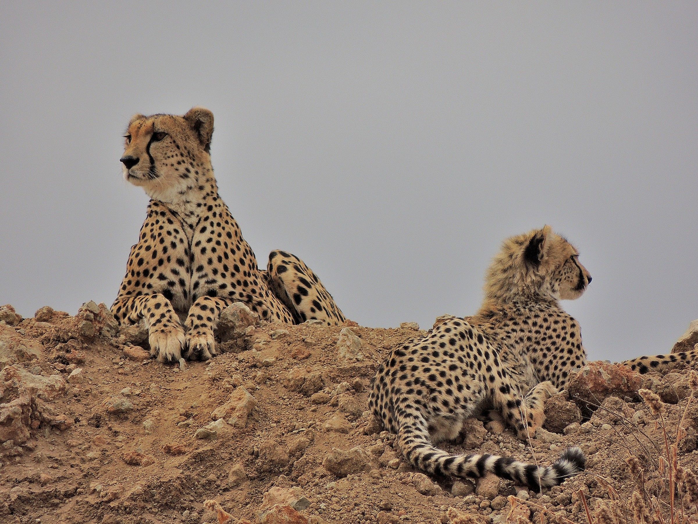 Cheetahs