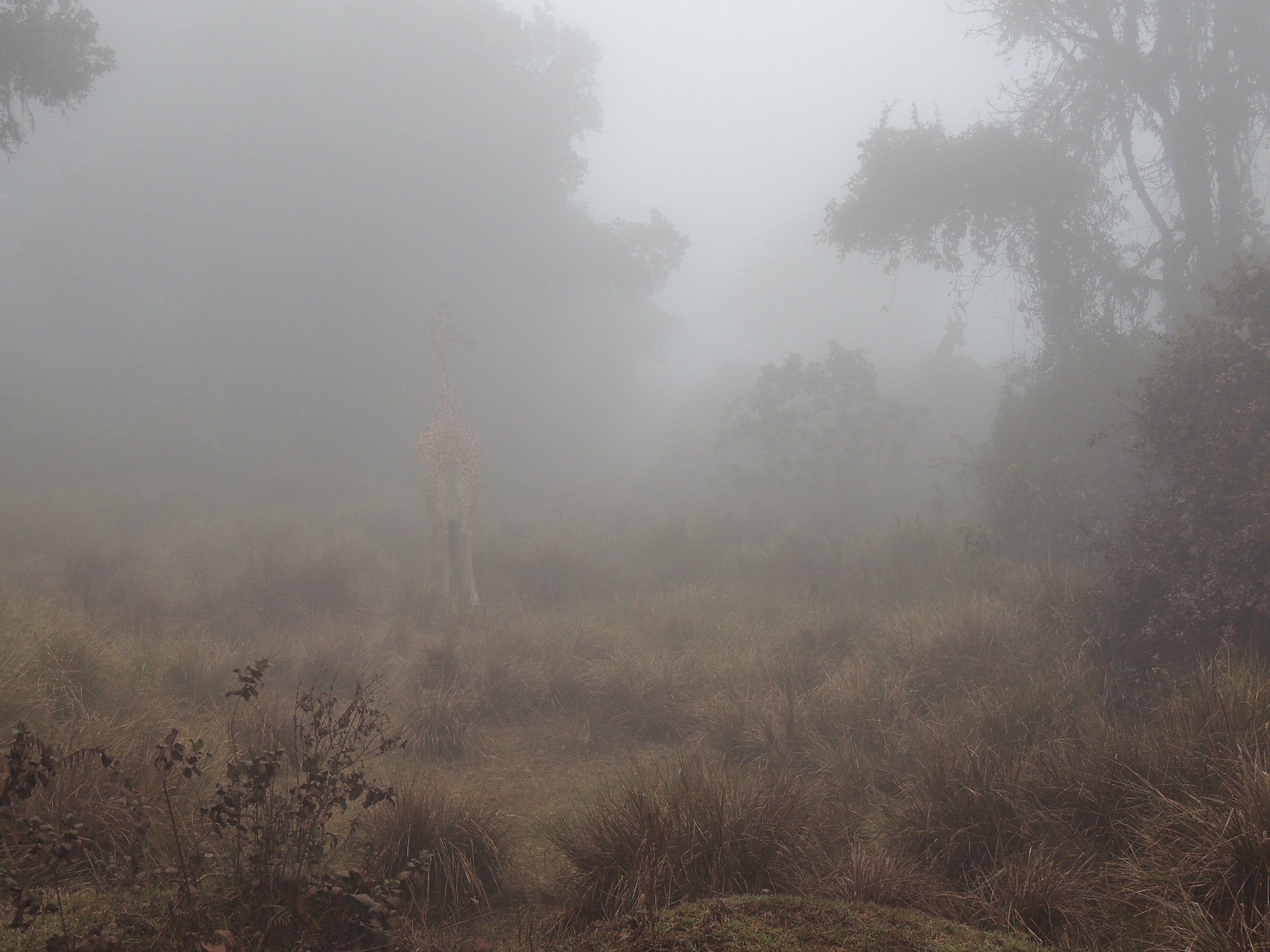 giraffe nella nebbia