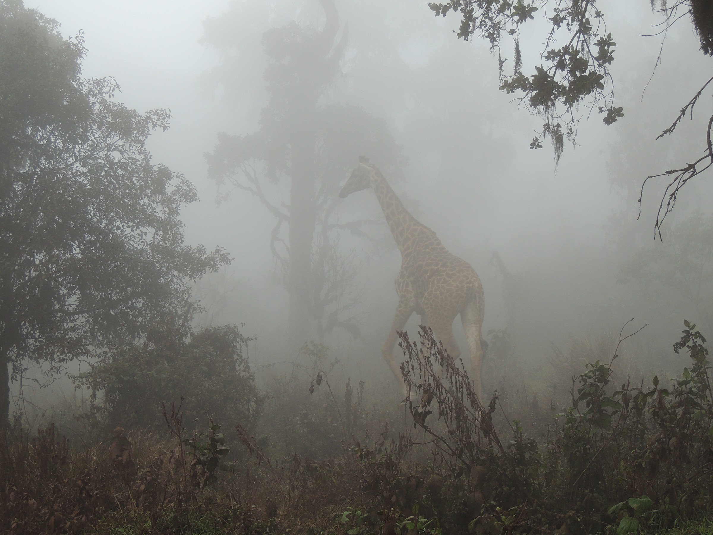 giraffe nella nebbia 2